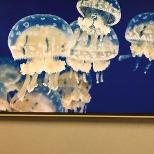 Meet your Posher, Mikeli